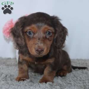 Quincy, Dachshund Puppy
